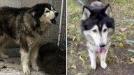 Periodistas Podrían Ir a Prisión Después de Rescatar a "Apolo", Perro Abandonado en Azcapotzalco
