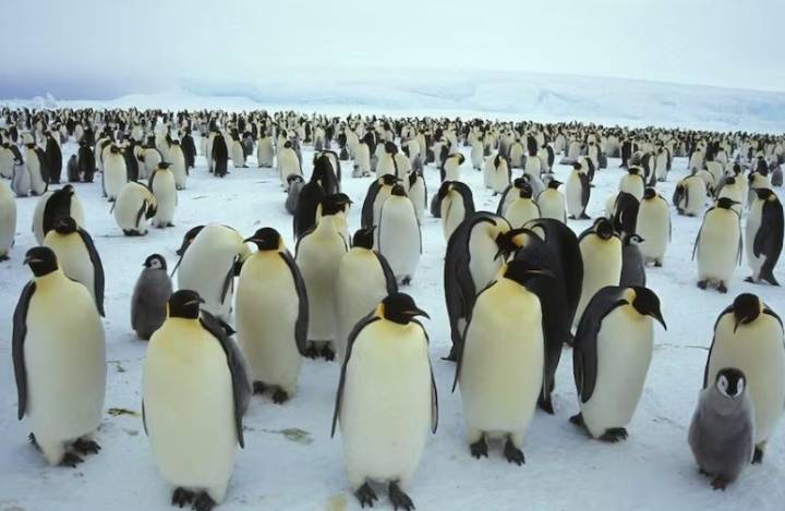 Cambio climático en la Antártida: científicos alertan sobre un futuro “catastrófico”