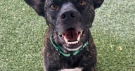 Pet of the Week: Meet Raeya!