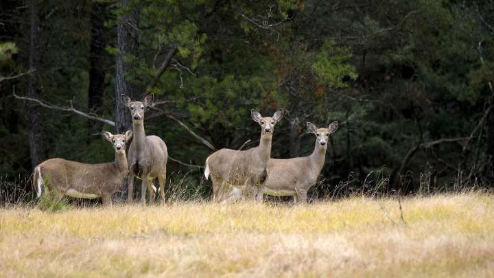 Chronic wasting disease detected in Genesee County deer for first time