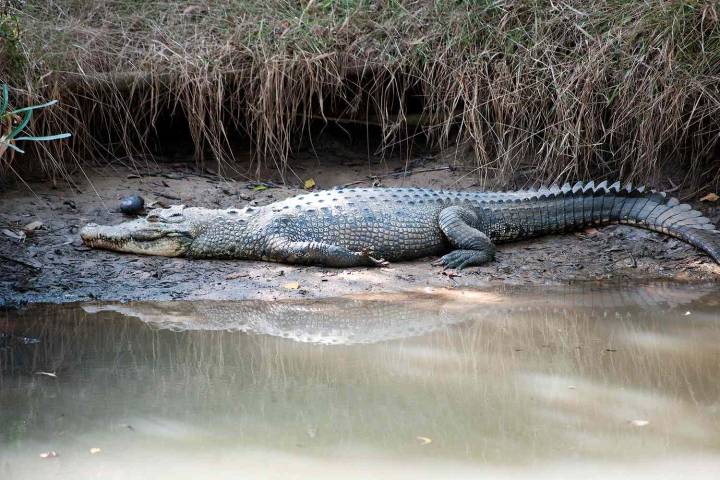 Mom of 3 'Dragged' into River During Crocodile Attack, Half