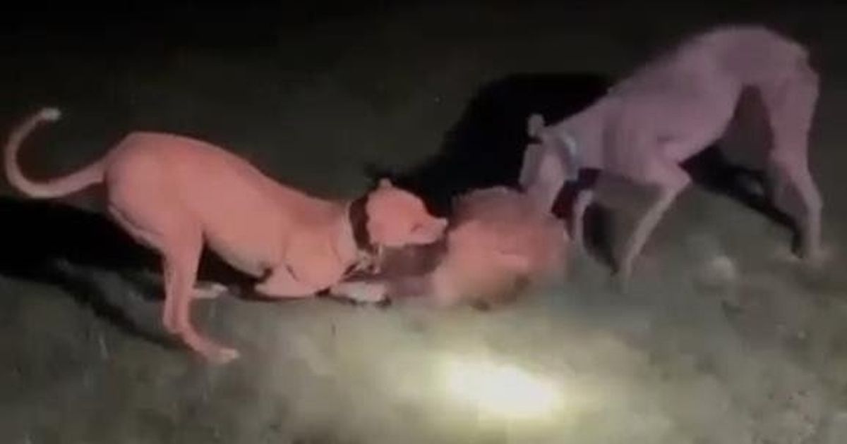 Sick dog owner staged horror fights where cats and badgers were torn to pieces