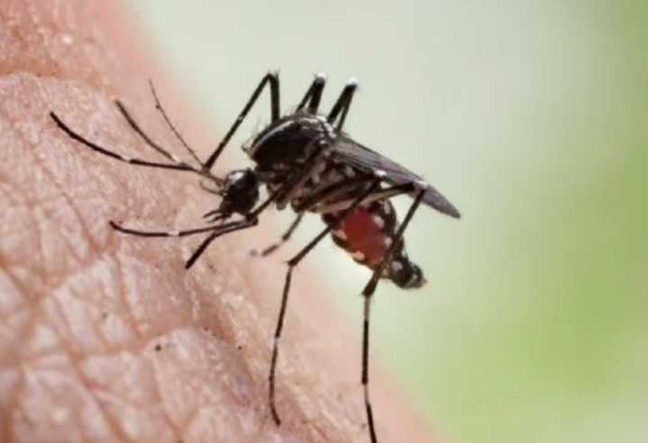 Muere otra persona por dengue en Oaxaca; suman tres defunciones en la entidad