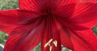 Master Gardener — Breaking up is easy with amaryllis