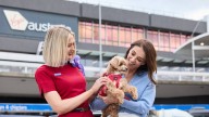 Virgin Australia Becomes 1st Airline Down Under To Welcome Pets In Cabin
