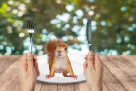 New York State Encourages Residents to Eat More Squirrels