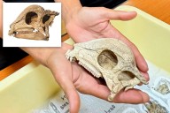Paleontologists discover near-complete fossil of oldest dome
