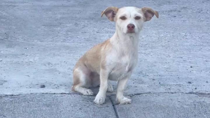 Refuerzan el cuidado animal; alcanzarán penas hasta 9 años de cárcel