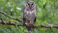 Dive-bombing owls in Seattle park prompt safety alert