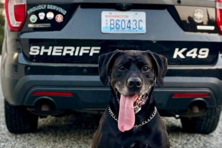 Chelan Sheriff’s K9 Ruben Retires Amid Funding Issues
