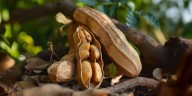 Para qué sirve comer tamarindo todos los días