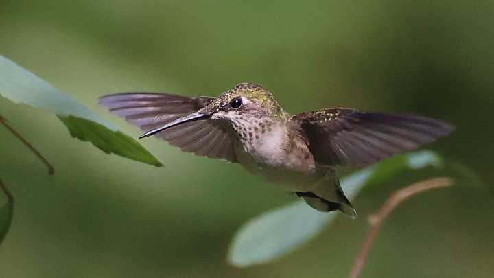 Plant A Low-Maintenance Potted Herb To Attract Hummingbirds To Your Yard