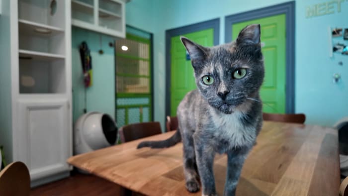 El Gato Coffeehouse, Houston’s first cat café, prepares to celebrate 1,000 adoptions🐱