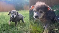 Oklahoma's Senior Dog Faces Despair After Heartbreaking Surrender By His Owners