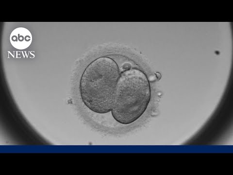 IVF in the spotlight