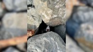California Jogger’s Run Leads To A Rescue Mission When He Spots A Trapped Pup
