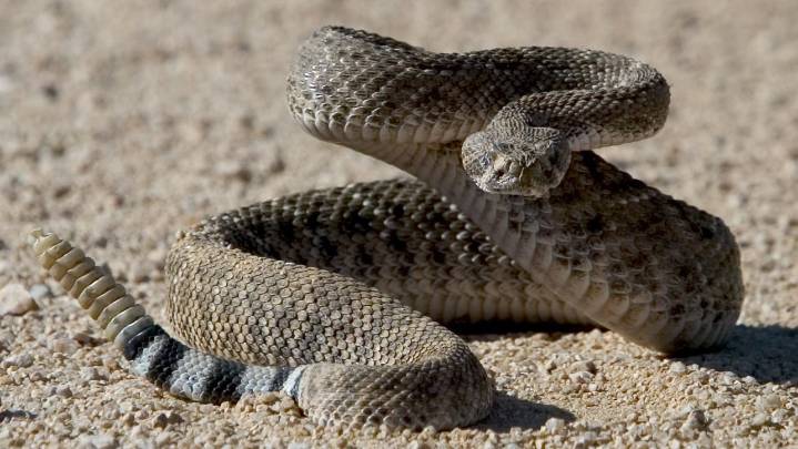 Rattlesnakes, saguaro cactuses face risks from extreme heat