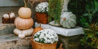 4 Mistakes to Avoid When Buying Fall Mums