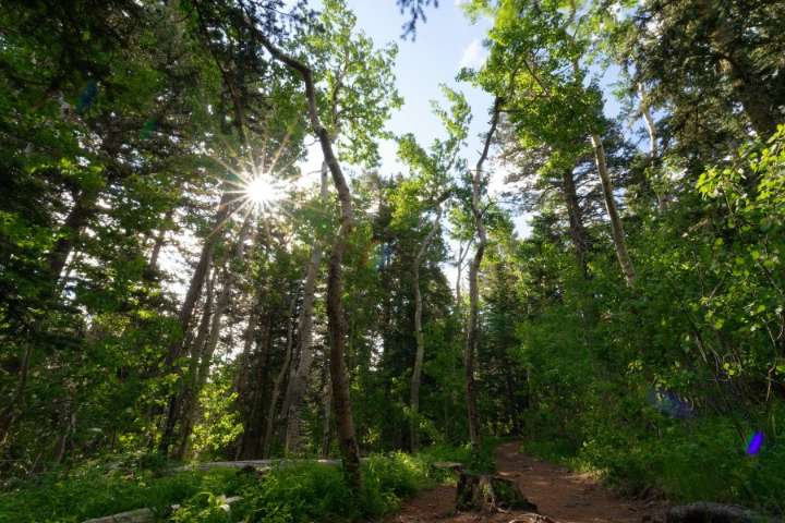 Public surveys to be carried out at national forests in New Mexico through next year