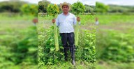 De la semilla al sol: Cultivando girasoles con ?xito