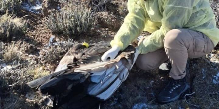Hallaron muerto a un cóndor andino tras consumir un cebo envenenado en Río Negro