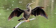 Vibra la fauna urbana en el “Parque Hundido” de Mérida
