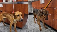 California Rescuers Uncover Fake Shelter Hiding 23 Malnourished Dogs