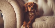10 Best Dog Stairs
