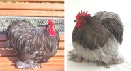 Aves de Rauch premiadas en la Exposición latinoamericana de Bantam