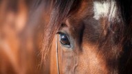 Have animals? Take a quick survey to help Clallam County plan for their care in a disaster