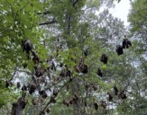 First Case Of Deadly Plant Disease From Asia Detected In New Yor