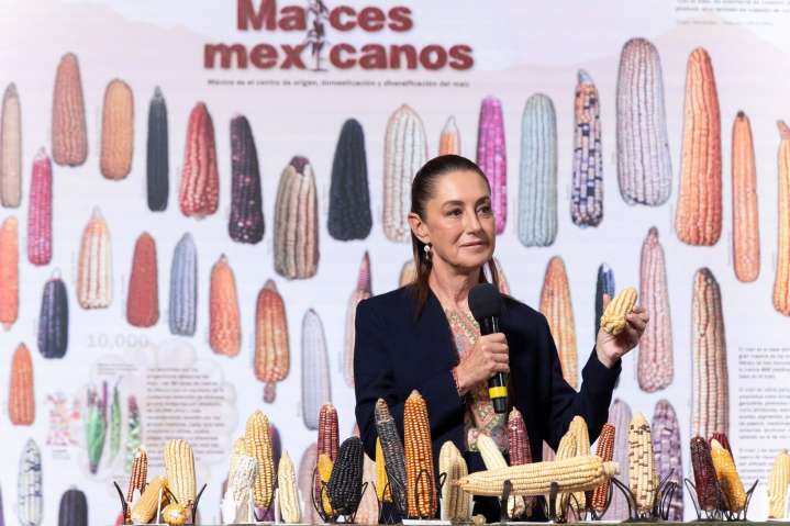 Sheinbaum lanza programa “Sin maíz no hay país” para productores