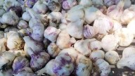 Arizpe, Sonora, la tierra de los ajos, la “joya agrícola” del Río Sonora
