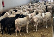 Se busca a la oveja más guapa de Castilla
