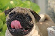 11 Sneaky Dog Breeds Obsessed With Watching People Eat