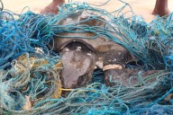 As Sri Lanka struggles with ghost nets, volunteer youth lead seabed cleanup