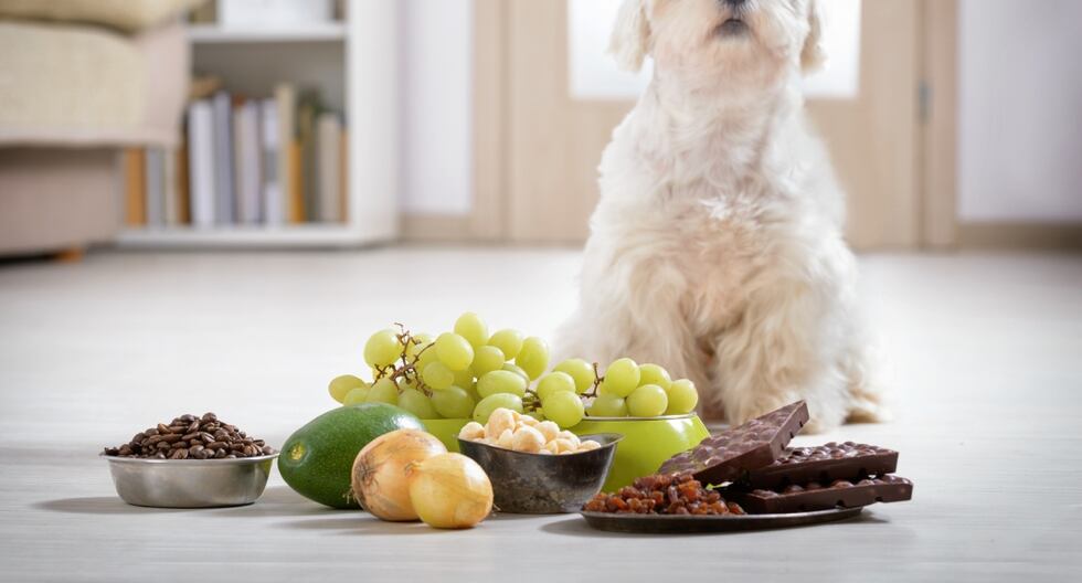 Estos son los 8 alimentos humanos más peligrosos para tu perro