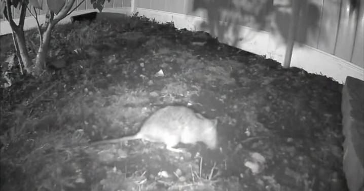 'Worst nightmare': Documents show rat problems in Cheektowaga date back decades