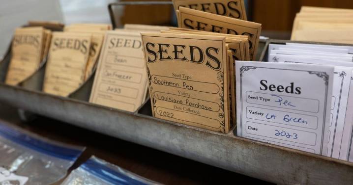 Save the seeds: Practice from the past making comeback. Here are 4 tips from the experts