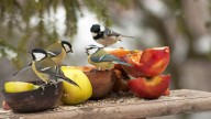 Gardeners urged to leave two fruits in the yard this fall, and it’s not as strange as it sounds