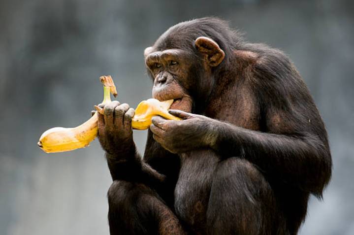 Los chimpancés ingieren etanol que hay en las frutas  equivalente a dos copas cada día