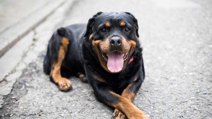 86-year-old SoCal man fatally mauled by Rottweilers during morning walk