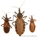 Deadly disease caused by blood-sucking insects spreading in US, CDC says