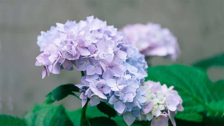 Primavera sin hortensias: consejos de expertos sobre qué flores elegir para esta temporada