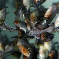 Sri Lanka to ban predatory pet fish to protect ecosystems