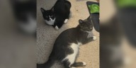 Saving Graces for Felines: Cream Puff and Jellyroll