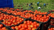 Países Bajos prohíbe la venta de algunas partidas de tomate cherry marroquí