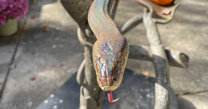 Serpientes iridiscentes en el Zoológico de Carolina del Norte