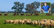 Livestock management: Tackling spring challenges