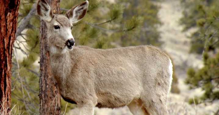 Dead deer cleanup on Michigan freeways: Who's responsible?